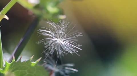 Seed - caught and dangling Stock Footage 26417692