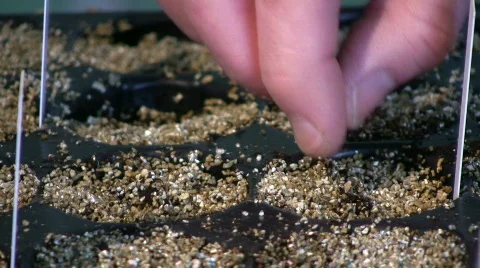 Seed close-up Stock Footage 678115