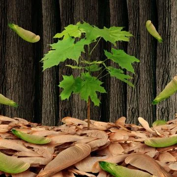 Seed Concept Stock-Illustration