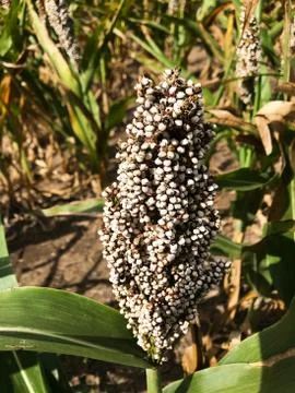 Seed corn on the field. Stock Photos