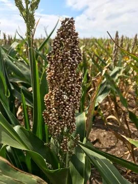 Seed corn on the field. Stock Photos