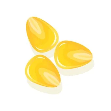 Seed corn, isolated on white background. Ripe corn. Vector illustration. Stock Illustration