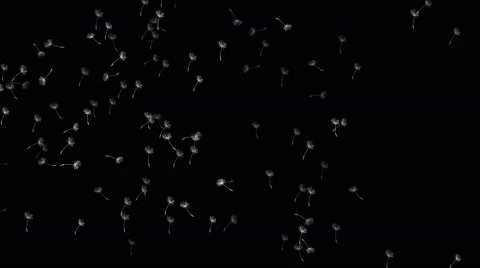 Seed dandelion fly in space 4k Stock Footage