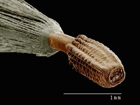 The seed of a dandelion imaged in a scanning electron microscope Stock Photos