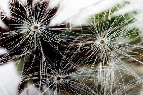 Seed of a dandelion 스톡 사진