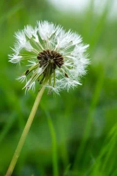 Seed of dandelion Foto stock