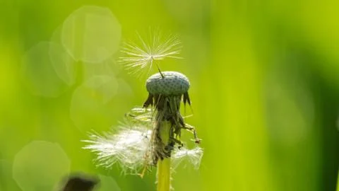 Seed of dandelion Stock Photos