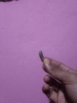 Seed of Dates Stock Photos