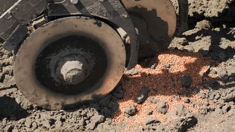 Seed Drill Placing Treated Wheat Seeds Into Prepared Soil Vídeo Stock 345021730