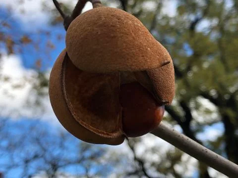 Seed in the fall 库存照片