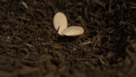 Seed Falling into Soil in Ultra Slow Motion, Planting Concept Stock Footage 344986524