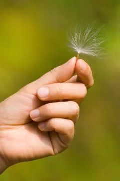 Seed with feather on hand 스톡 사진