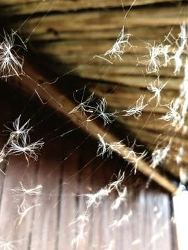 Seed fluff caught in a cobweb Stock Photos