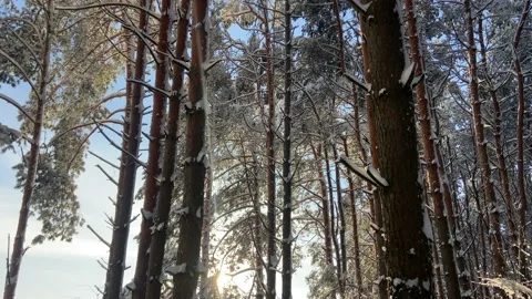 Seed of the forest in the vicinity (1) Stock Footage 226951016