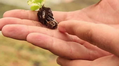 Seed germinate Stock Footage 51564508