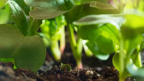 Seed Germinating and Growing Time Lapse from the Garden 스톡 동영상 122266421