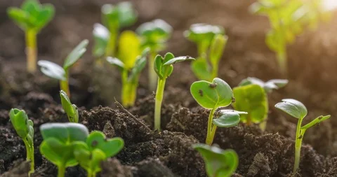 Seed Germinating and Growing With Warm Morning Sun Flare Stock Footage 112226289