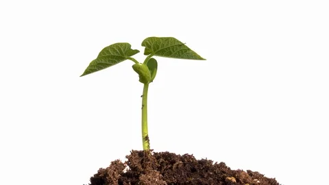 Seed Germinating and Growing on White Background 스톡 동영상 104783460