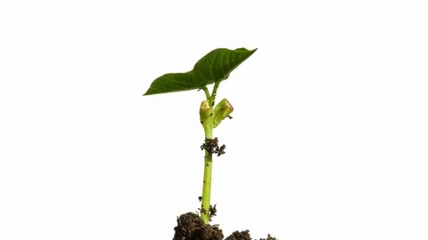 Seed Germinating and Growing on White Background Vídeos de archivo 105583799