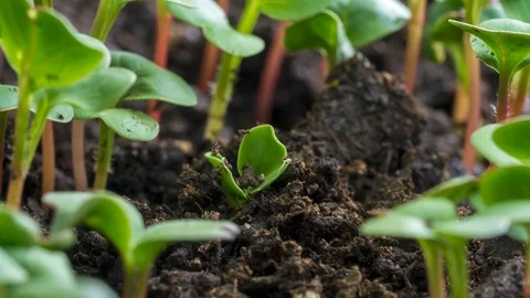 Seed Germination and Growing Macro Time Lapse Stock Footage 120572295