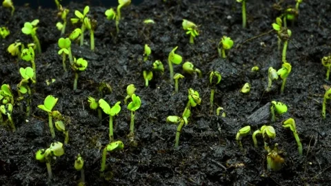 Seed germination in black soil close-up Stock Footage 193042421