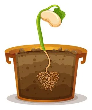 Seed germination in clay pot Stock Illustration