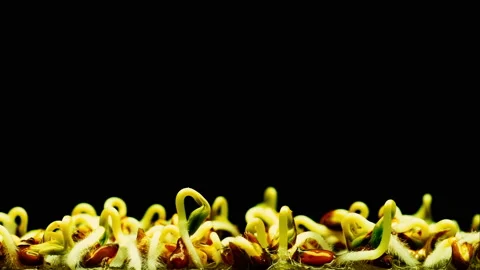 Seed germination close-up on a black background Stock Footage 160438062