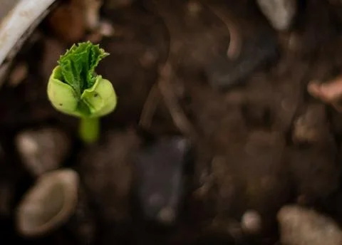 Seed germination in ground Stock Photos