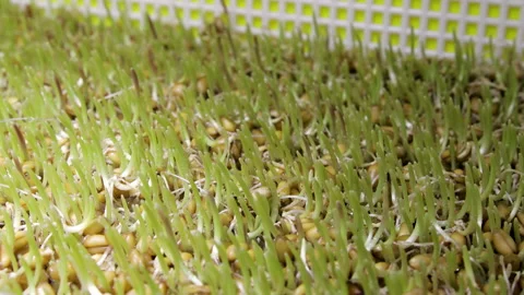 Seed germination at home, timelapse. Germination of Microgreens. Natural food Stock Footage 145113073