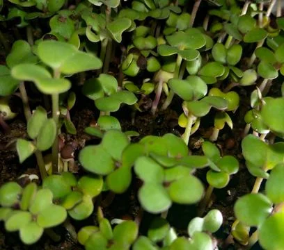 Seed germination Stock-Fotos