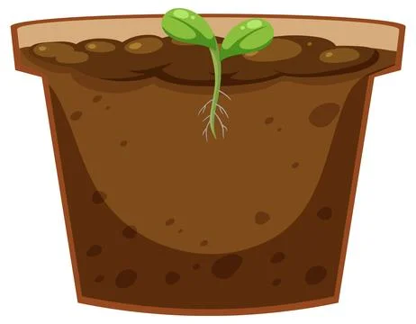 Seed germination process concept Stock Illustration