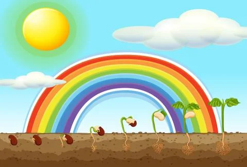 Seed germination process on the ground Stock Illustration