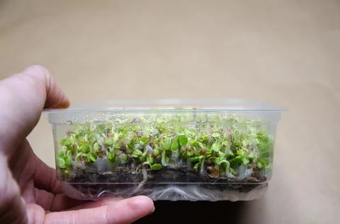 Seed germination process. Step by step instructions. Day 4. Step 10. Stock Photos