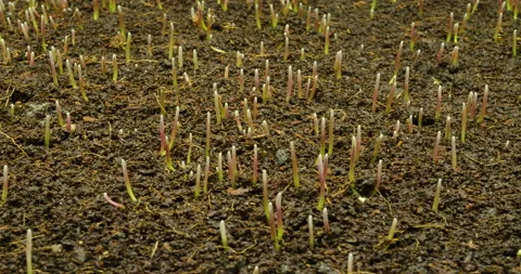 Seed germination from soil, green grass growth Stock Footage 152586618