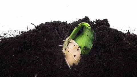 Seed germination from soil sequence of pumpkin plant growing evolution concept Stock Footage 144794180