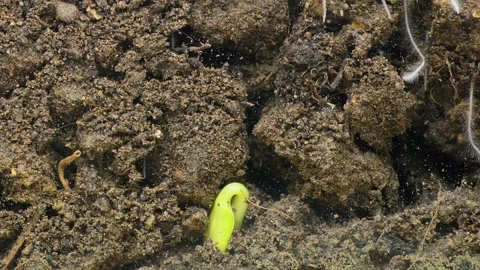 Seed germination timelapse shows root growth - Organic Decay and Sprout Texture Stock Footage 339810097