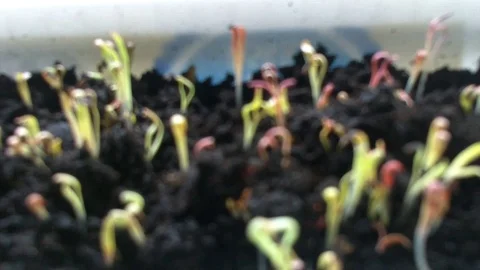 Seed Germination timelapsed Vídeo Stock 89689097
