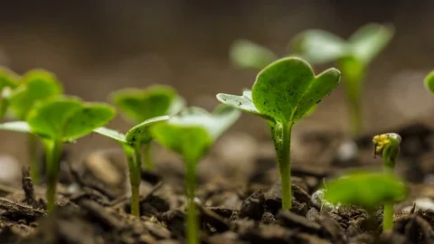 Seed Growing from Soil Time Lapse Stock Footage 76370595