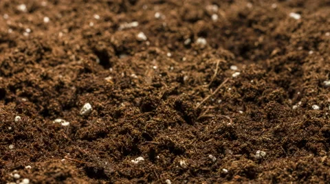 Seed Growing Time Lapse | Stock Video | Pond5