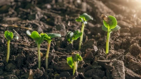 Seed Growing Time Lapse New Life Stock Footage 94552507