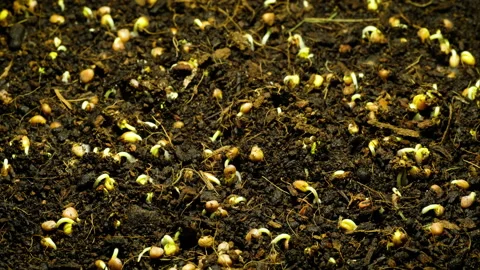 Seed growth from the ground close-up Stock Footage 155305946