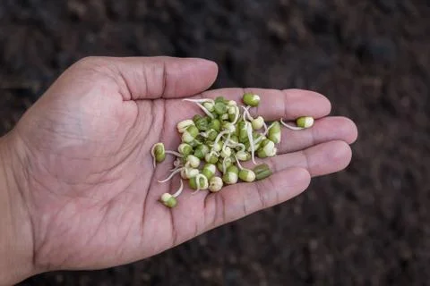 The seed in hand Stock Photos