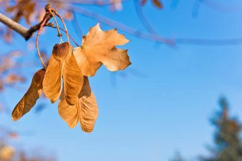 A seed hanging on the tree Stock Photos