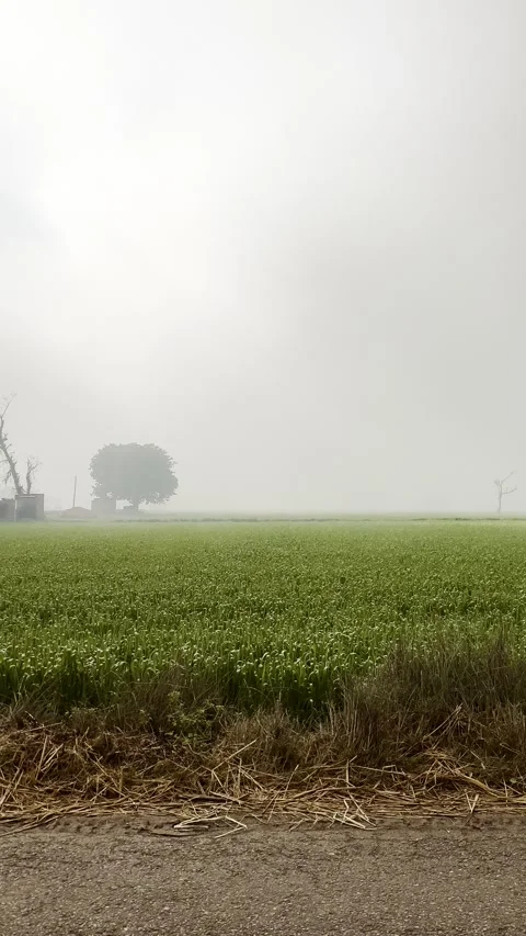 From seed to harvest Stock Footage 277978287