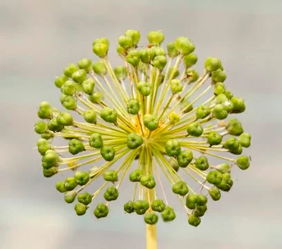 Seed head of an allium Stock Photos
