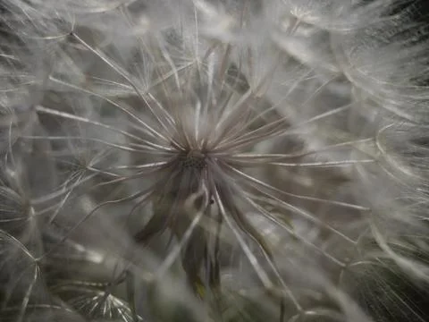Seed head close up Stock Photos
