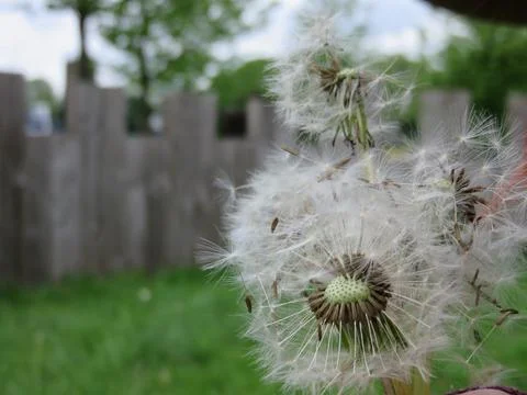 Seed head of a dandelion Stock Photos