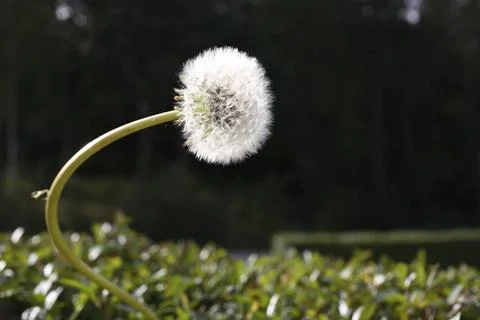 Seed head of Dandelion white round design pattern Common Name Dandelion Bo... Stock Photos
