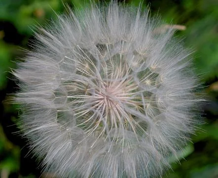 Seed head of meadow salsify. Close-up, top view. Stockfoto's