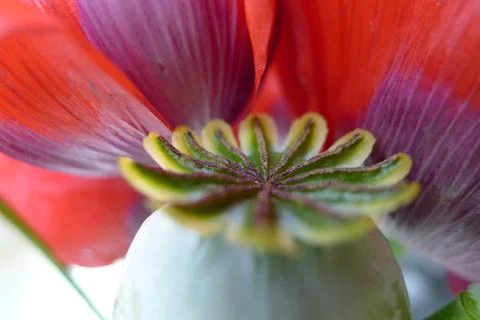 Seed head Papaver Stock Photos
